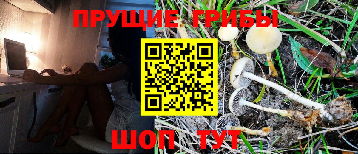 Галлюциногенные грибы Cubensis Чайковский
